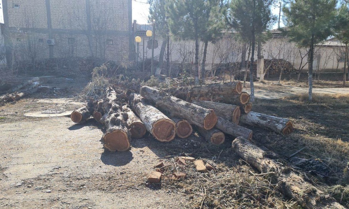 В Узбекистане с начала года вырубили 882 ценных дерева