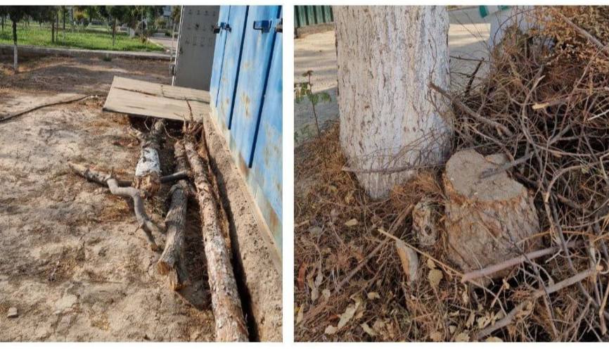 В Каршинском государственном университете снова начали незаконно вырубать ценные деревья