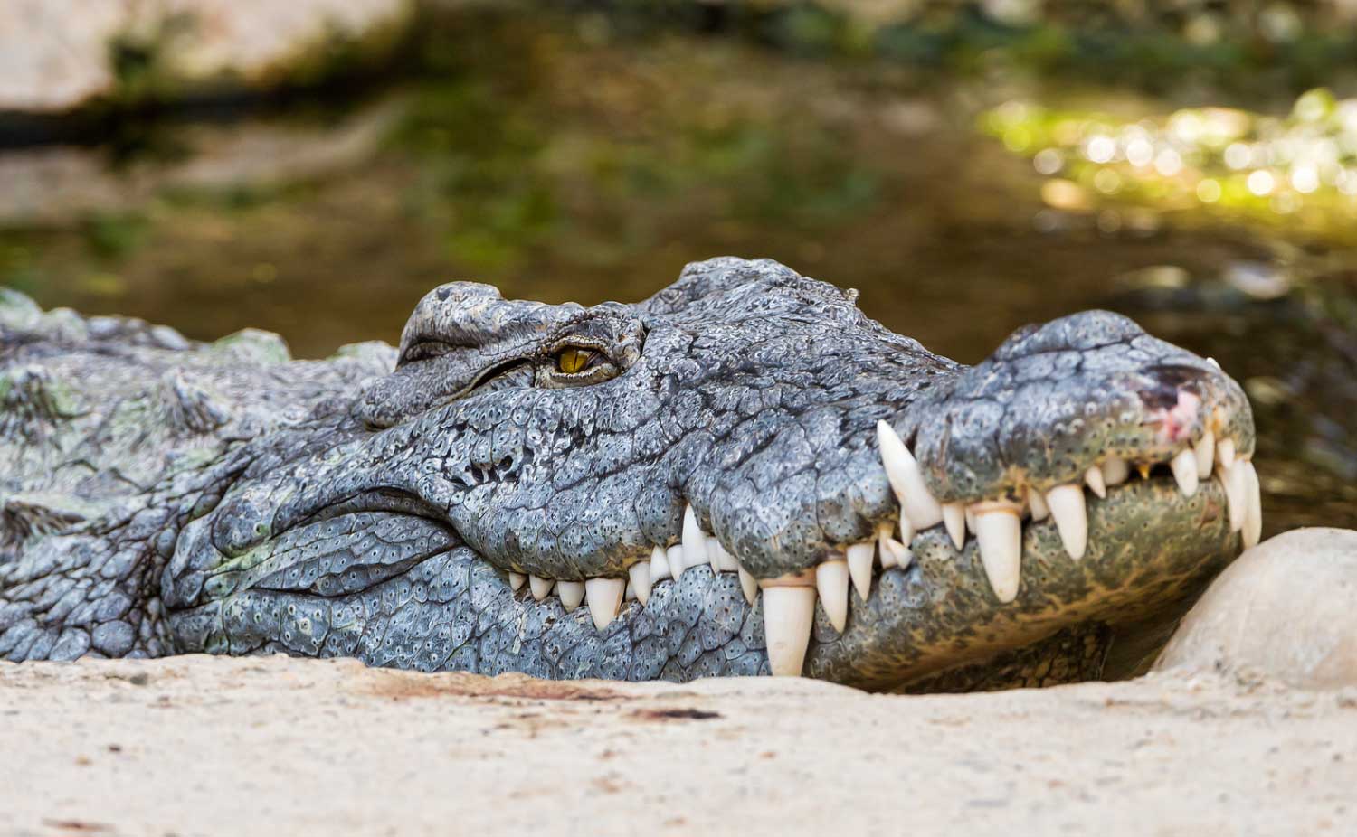 На фото Crocodylus niloticus / Открытые источники