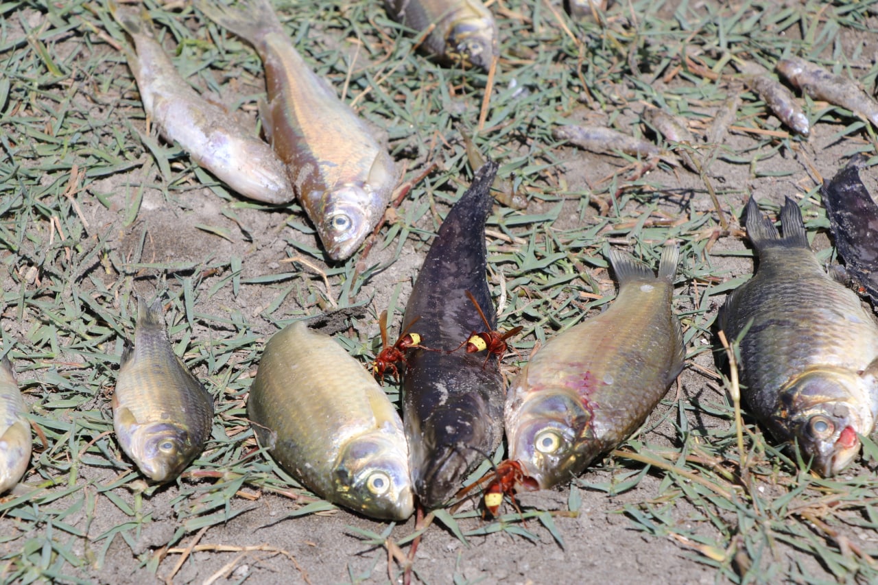 «Навоиазот» обвиняется в массовой гибели рыб в реке Зарафшан