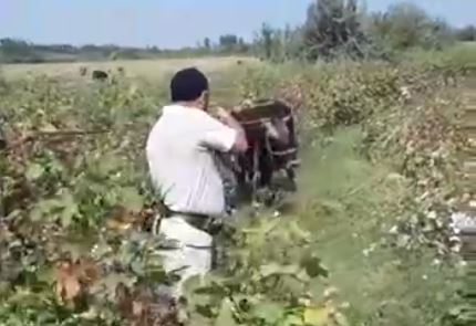 В Намангане граждане решили застрелить быка, которого не могли поймать — видео (18+)