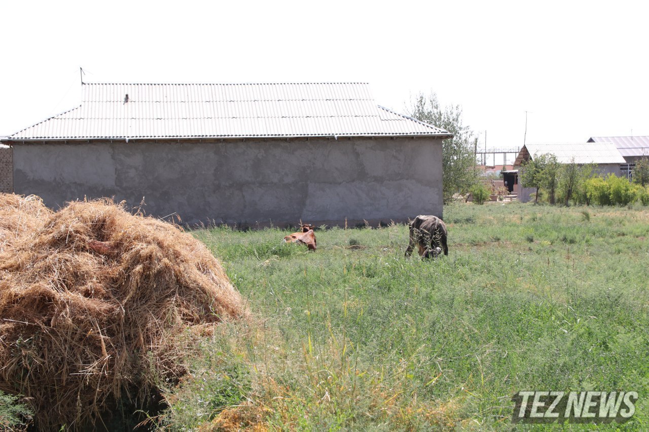 Узбекистанцы задолжали почти 3 трлн сумов по имущественному и земельному налогу