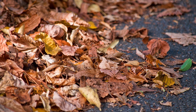 В Нидерландах власти отказываются убирать опавшие листья
