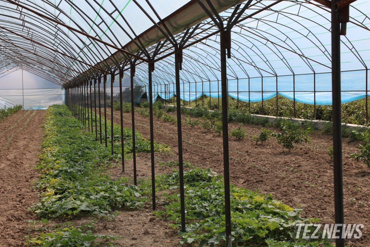 Узбекистан внедрит новый механизм выращивания продукции в теплицах