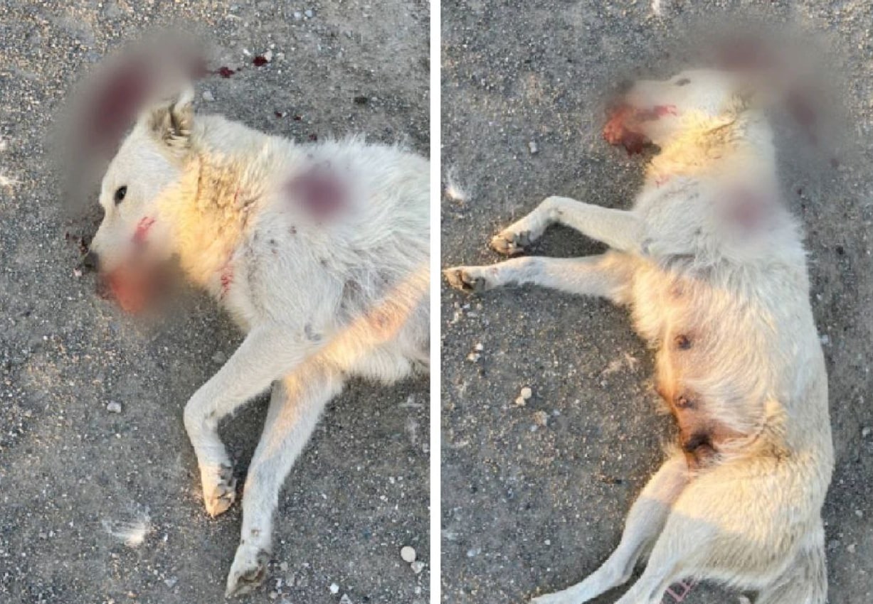 На территории «Навоиазот» мужчина застрелил собаку — видео (18+)