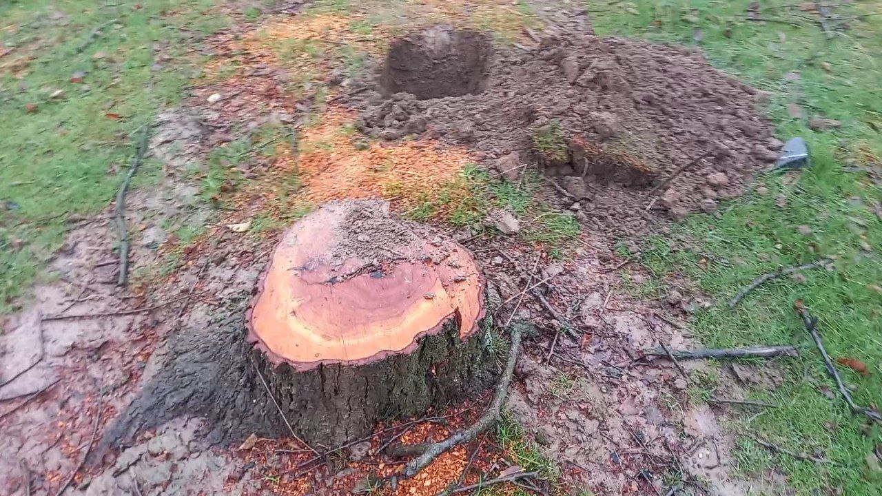 Ночные дровосеки срубили почти 30 деревьев в Джизаке