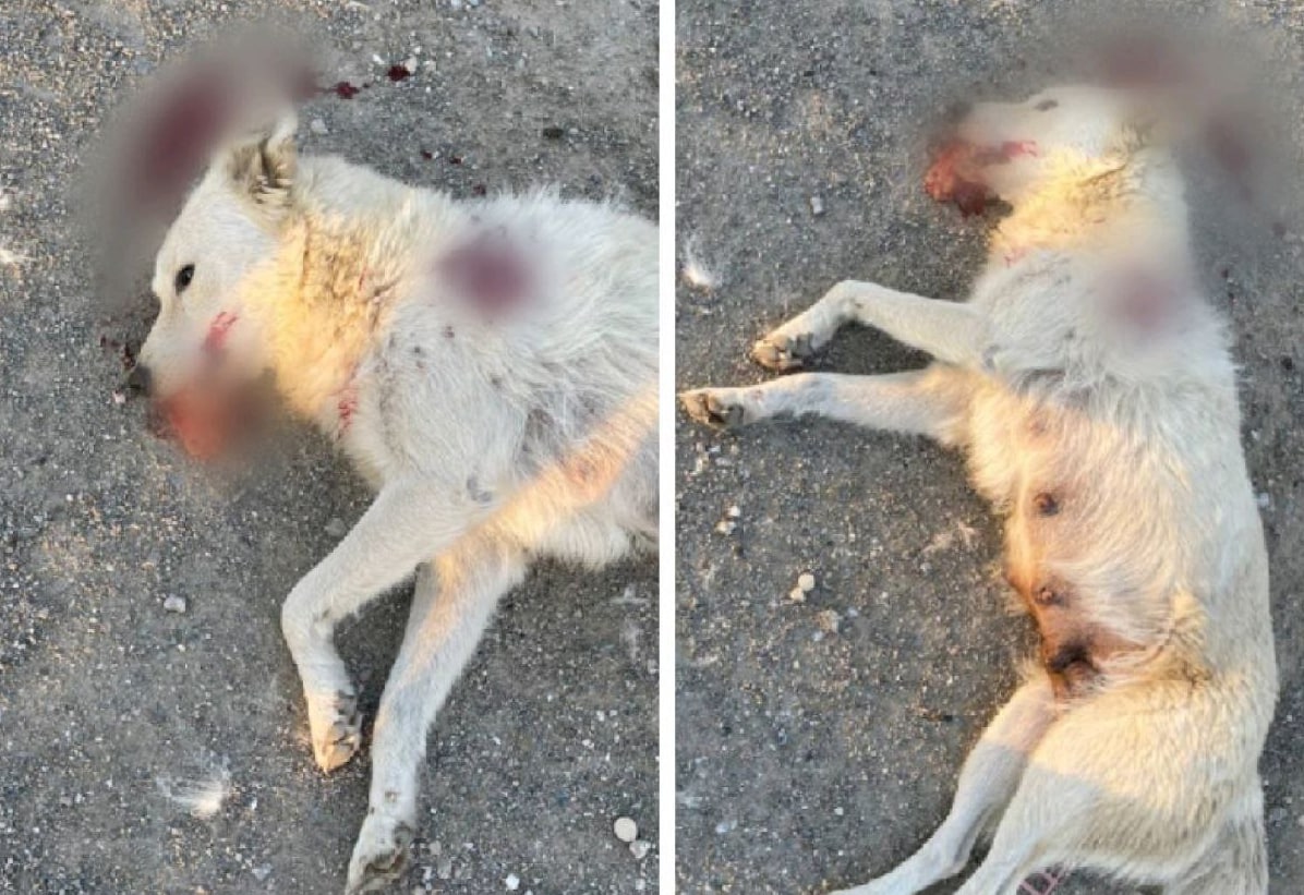 Убийца собаки в Навои отделался смехотворным штрафом