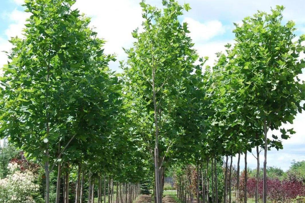 Yangi Zamon Bino закупил в Европе деревья для озеленения новостроек
