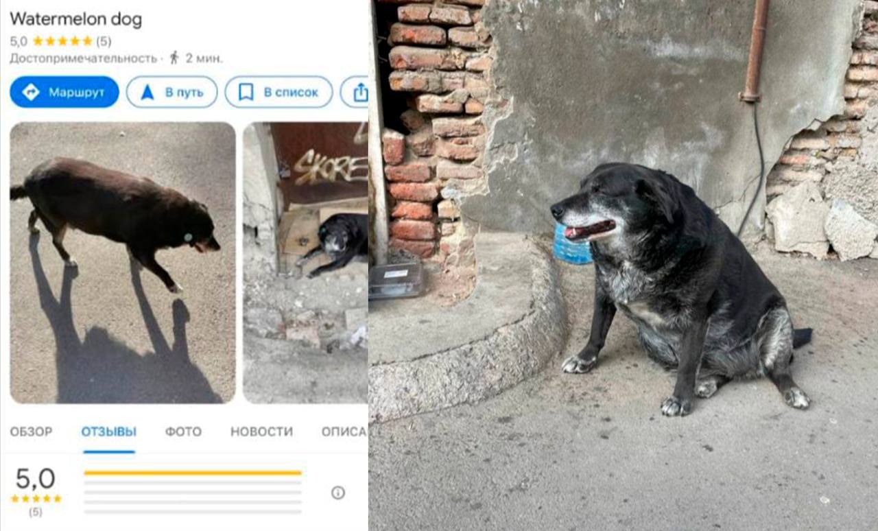 В Google картах появилась достопримечательность «Арбузная собака»