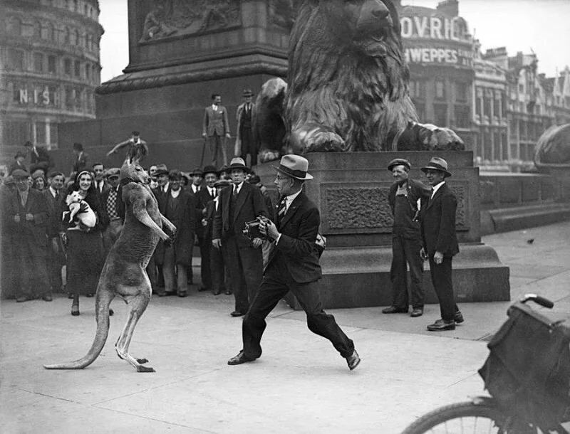  Londonning Trafalgar maydonidagi o'qitilgan kenguru. 1931-yil<br>