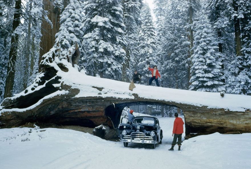 Sequoia milliy bog'idagi magistral yo'lda daraxtdan qurilgan tunnel. 1951-yil<br>