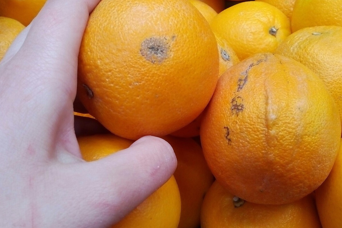 В Узбекистане существенно подешевели апельсины