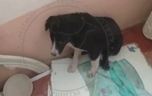 Житель Алмалыка избил шваброй собаку, которую пустили переночевать в подъезде — видео