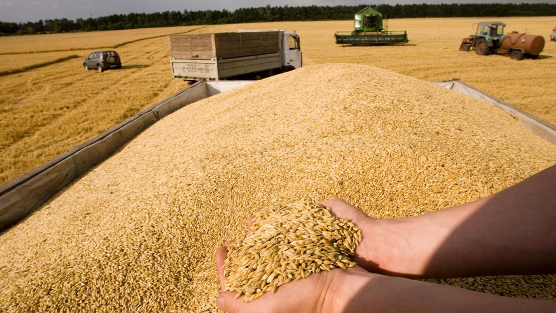 В Узбекистан завозили российское зерно под видом казахстанского 