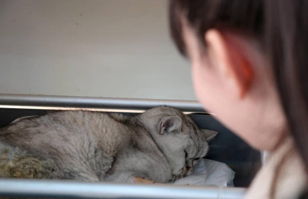 Живого кота достали из-под завалов в Турции спустя 49 дней после землетрясения