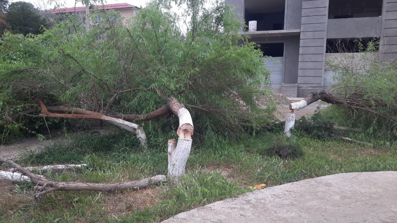 В Карши незаконно срубили деревья более чем на 150 млн сумов