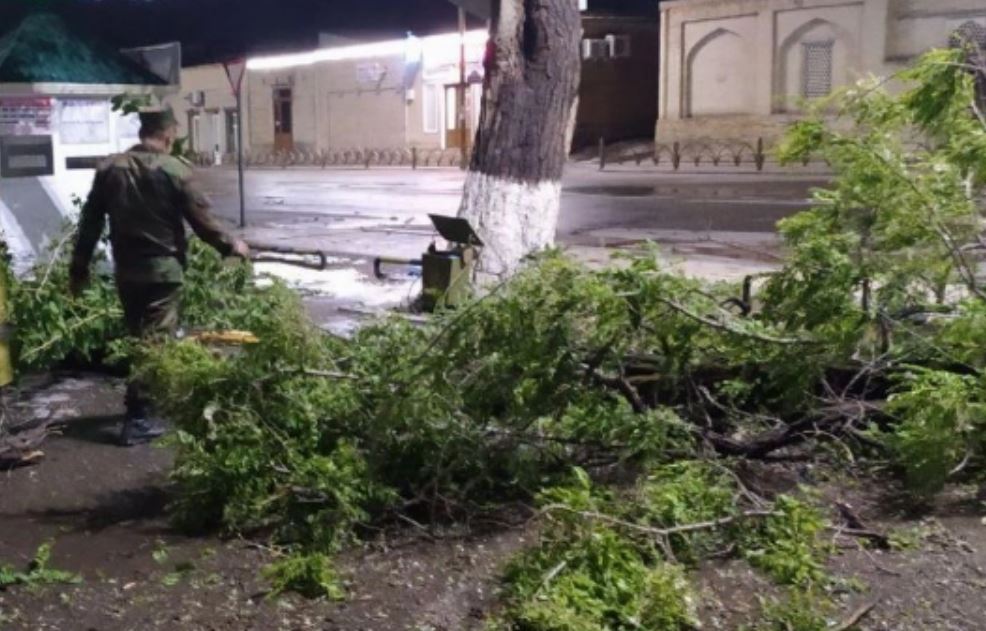 Жителей Ташкента призвали не оставлять автомобили под деревьями