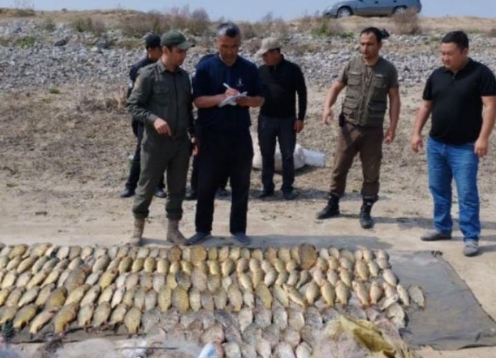 Сырдарьинские браконьеры наловили рыбу на 280 млн сумов 