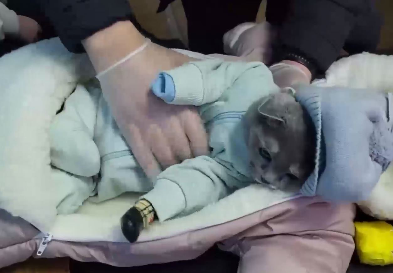 Россиянка прятала наркотики в муляже ребенка, внутри которого сидел одетый кот (видео)