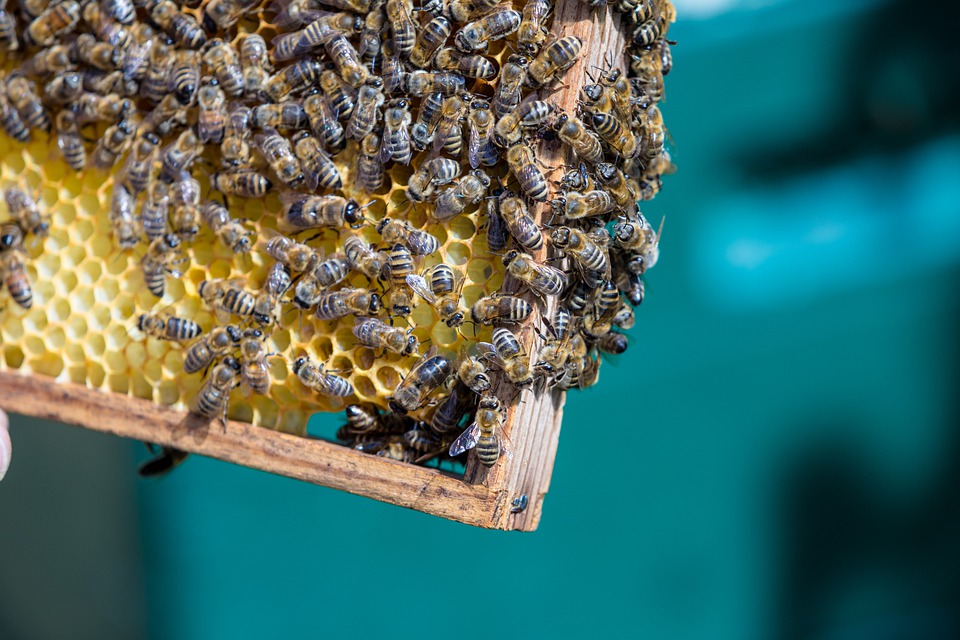 Россия запретила ввоз пчелопакетов из Узбекистана