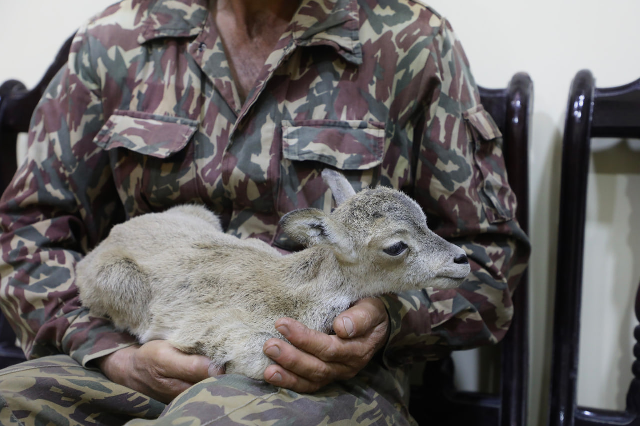 Кашкадарьинские браконьеры выкрали из заповедника детеныша краснокнижного барана
