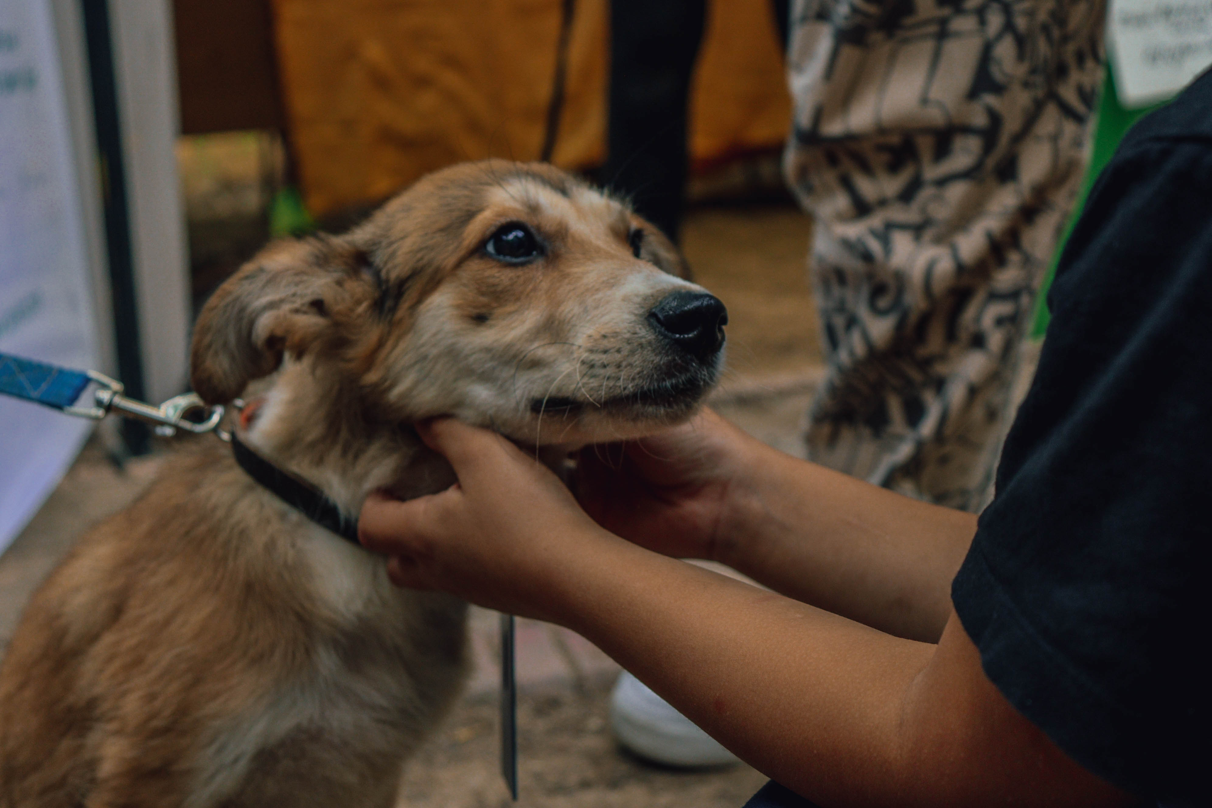В ташкентском зоопарке прошла выставка-пристройство бездомных собак и кошек (фото)