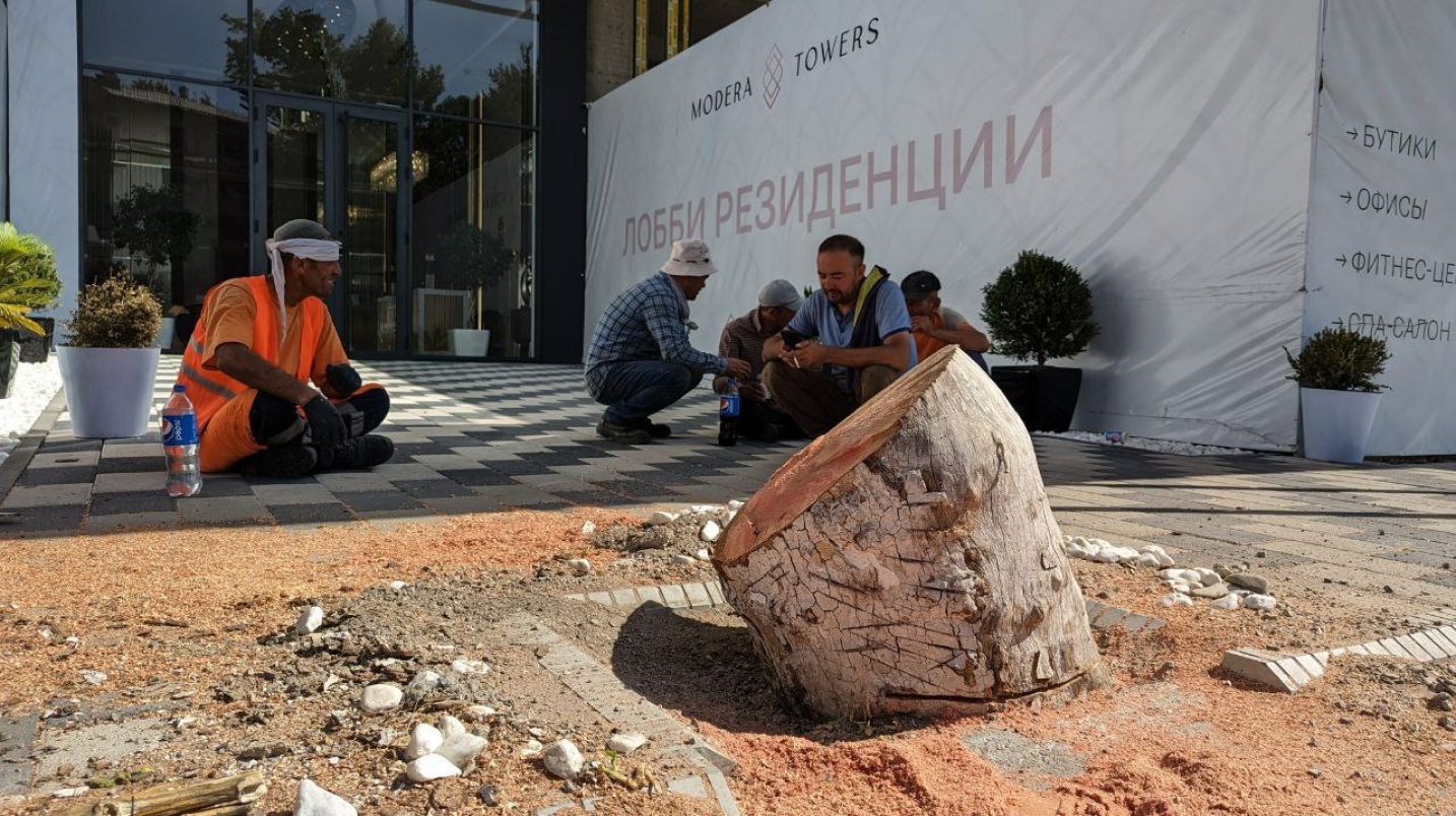 В Ташкенте сотрудники благоустройства срубили чинары более чем на 190 млн сумов