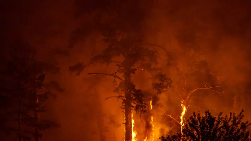 Крупный лесной пожар в Казахстане локализовали спустя неделю