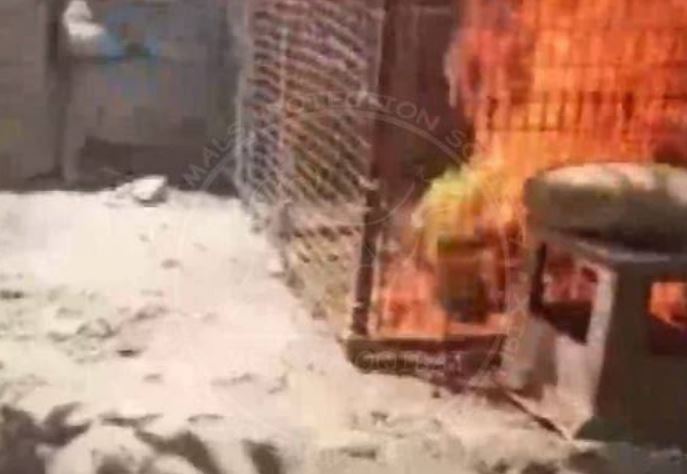 Суд ужесточит наказание мужчинам, которые заживо сожгли кошку в Фергане