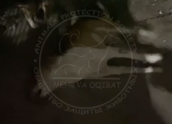 Убийство животных - последние новости от команды Repost.uz