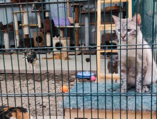 Ташкентский приют «Милые кошки» попал под угрозу закрытия из-за жалоб соседей