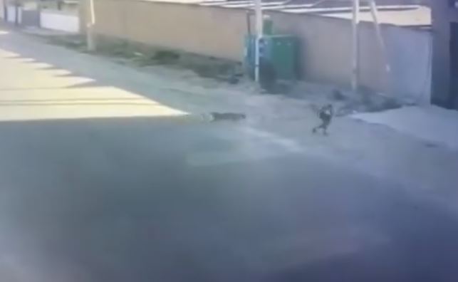 В Самарканде собаки напали на маленького мальчика (видео)
