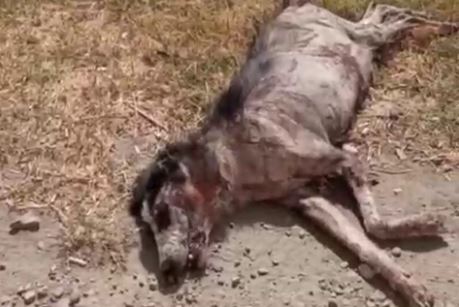 В Сырдарье убитую собаку приняли за чупакабру (видео 18+)