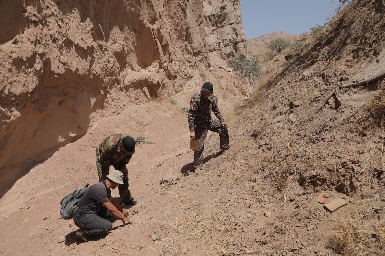В Сурхандарье повредили более 2 тысяч кустов таджикской ферулы на 895 млн сумов