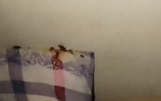 Детский медцентр в Карши заполонили тараканы: матери пришлось охранять ребенка от насекомых (видео)