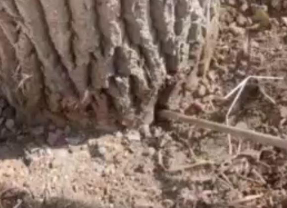 В Ташкенте предприниматель искусственно засушил деревья ради застройки (видео)