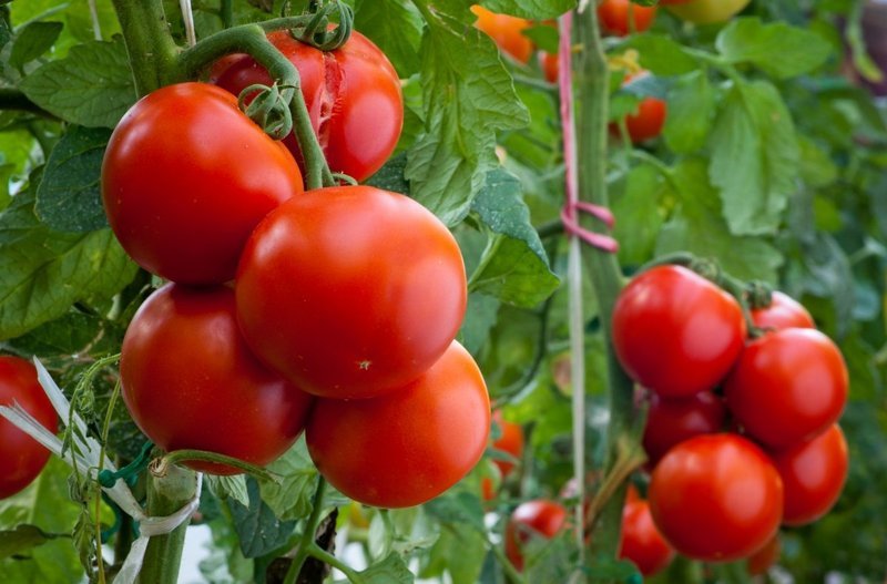 Узбекские ученые вывели новый высокоурожайный сорт помидоров