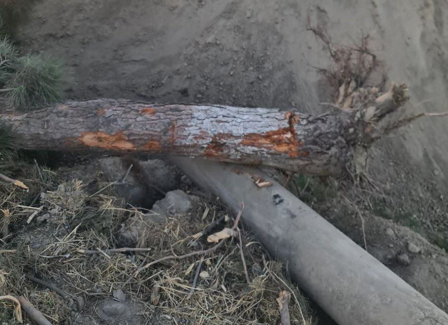 В Бухаре нарушитель выкорчевал четыре дерева: его обязали посадить 400 новых саженцев