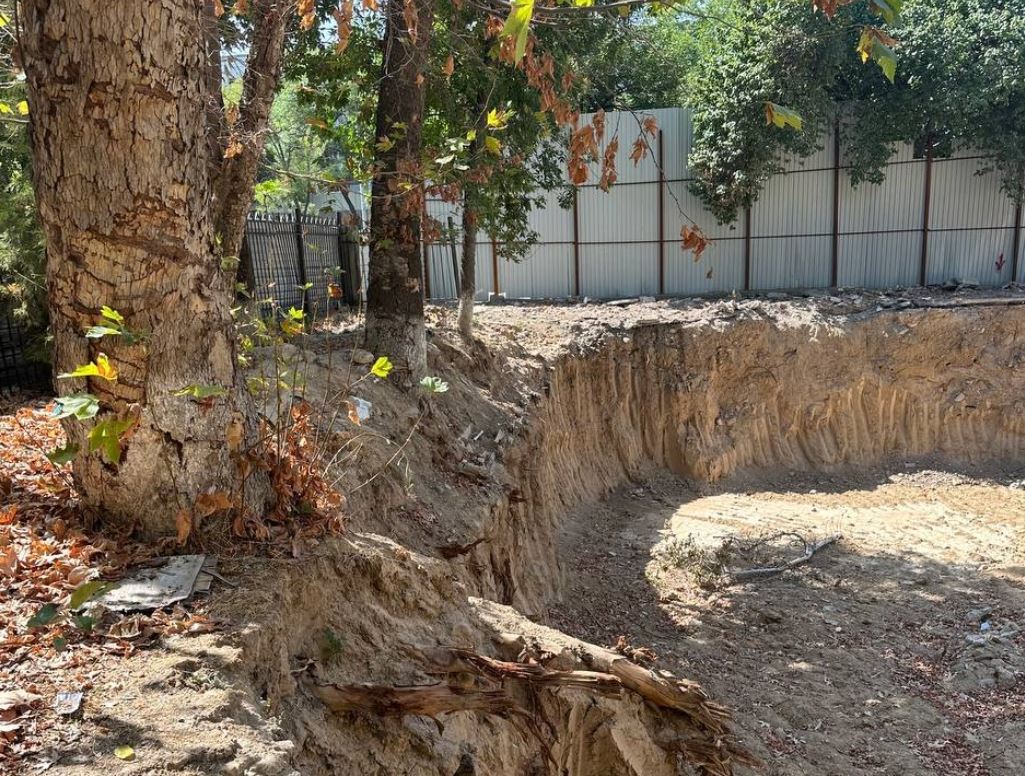 В Ташкенте застройщик намеренно повредил деревья: ущерб составил почти 250 млн сумов
