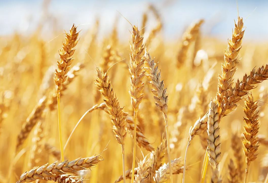 Кыргызстан ввел запрет на вывоз муки и пшеницы