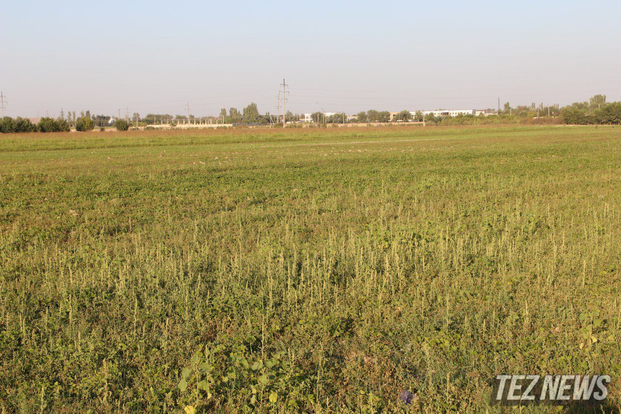 В Узбекистане из-за устаревших методов полива земель теряется 6 млрд кубометров воды