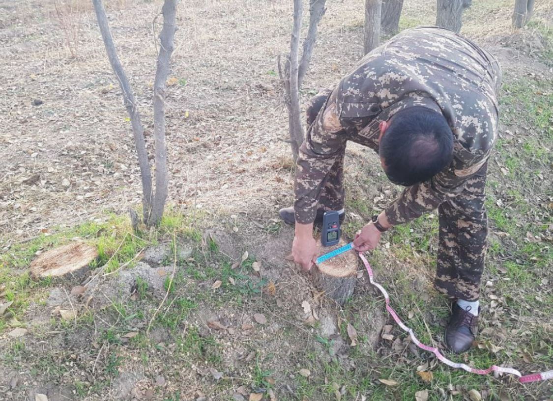 В Кашкадарье мужчина незаконно срубил более 20 деревьев