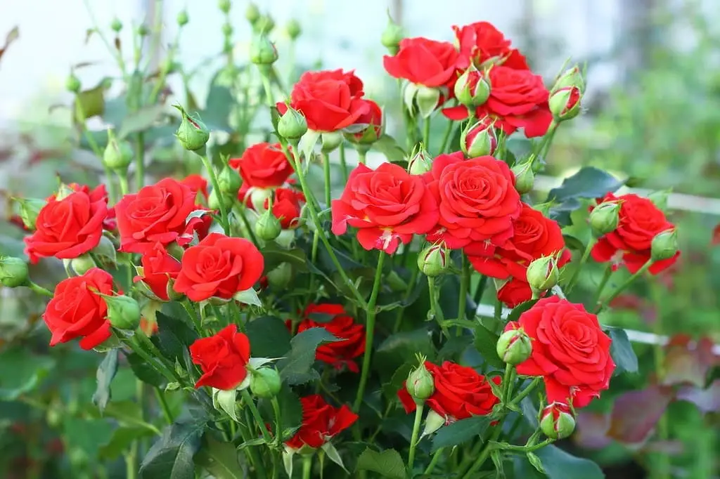 Более 3 тысяч роз из Узбекистана сожгли в России из-за опасного насекомого