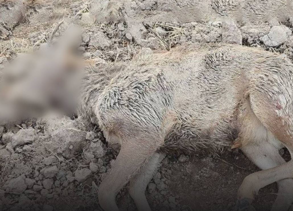 В Каракалпакстане браконьер убил краснокнижного оленя: ущерб оценили в 1 млрд сумов
