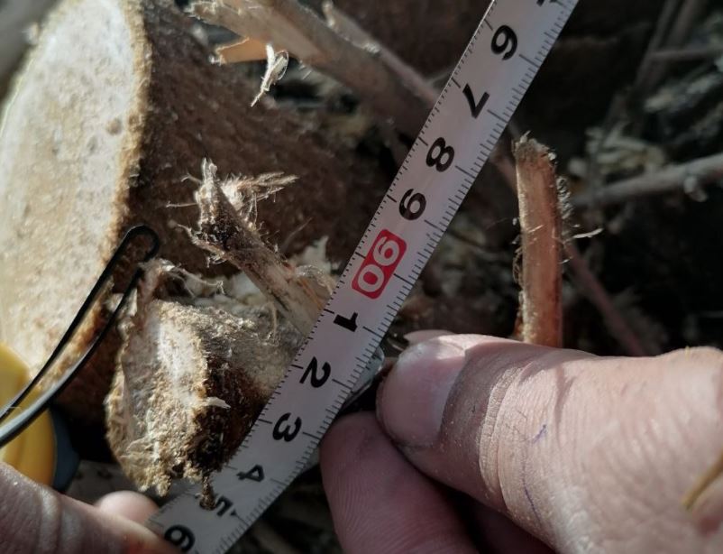 В Сырдарье мужчина незаконно спилил декоративные деревья более чем на 270 млн сумов