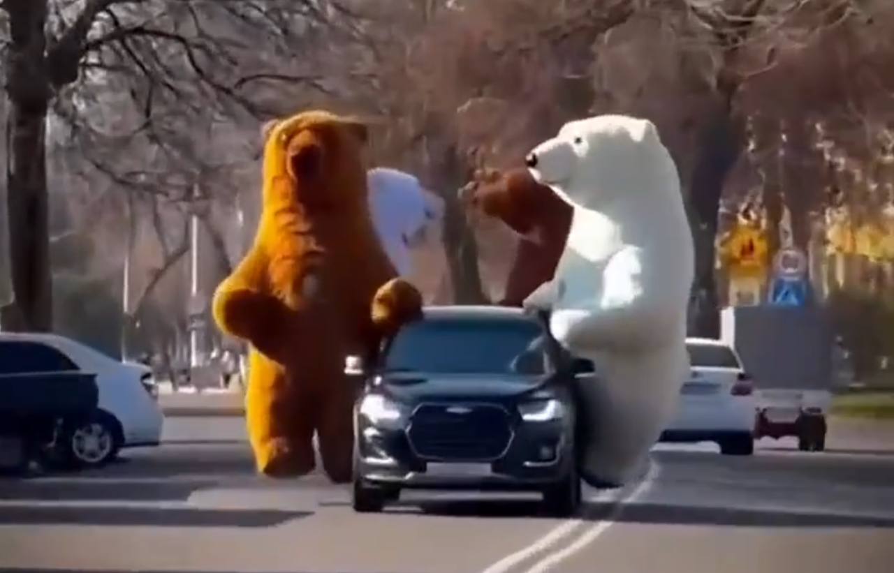 В Ташкенте заметили «медведей», катающихся на авто