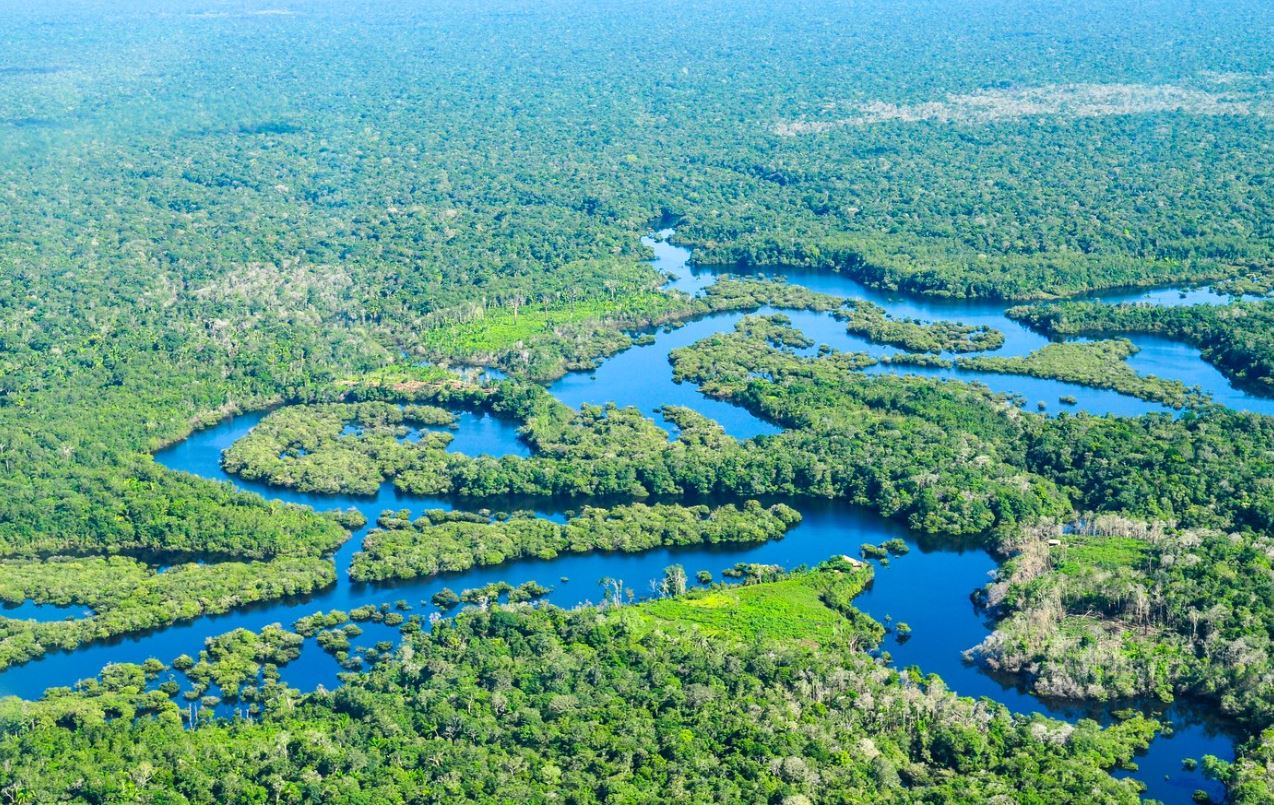 Ученые заявили, что площадь тропических лесов Амазонии может сократиться почти на 50%