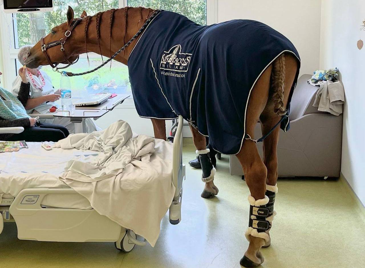 В больнице Франции работает необычный врач — конь по кличке Пейо