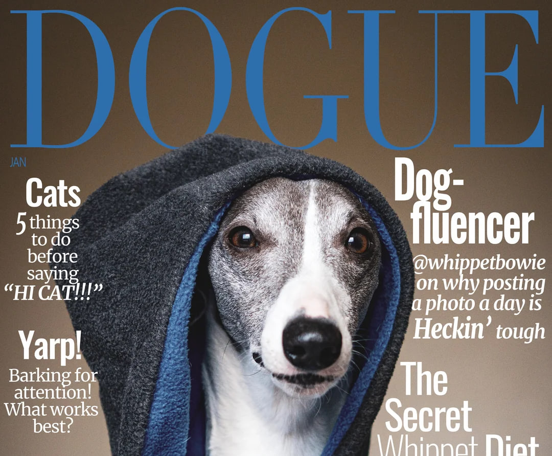Vogue ищет новую звезду для обложки Dogue
