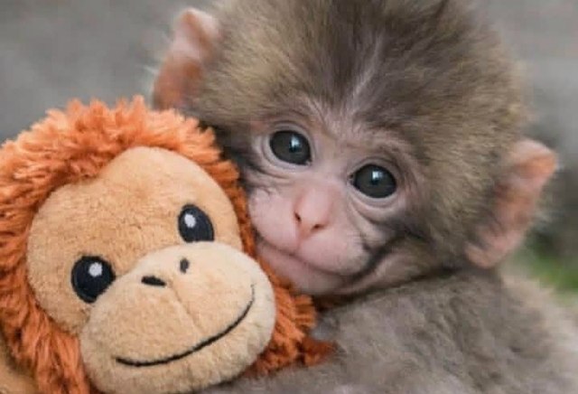 Маленький Панч стал звездой: как макака из Японии увеличила посещаемость зоопарка в 4 раза